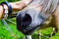 The caucasian man`s hand stroking a horse`s face. Horse nostrils close-up
