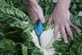 Caucasian man`s hands using pruning shears to cut large leafy collard greens, a variety of Brassica oleracea Royalty Free Stock Photo