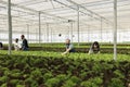 Caucasian man and woman working hard checking plants development and doing pest control