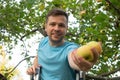 Caucasian mature man harvesting apples from the ladder in his garden. Royalty Free Stock Photo