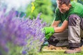 Removing Garden Weeds