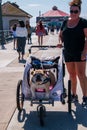 Caucasian middle aged woman walks her big bull dog, who is in a doggie stroller, on the Huntington Beach Pier on this date