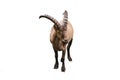 Caucasian mountain goat with huge horns isolated on white background.