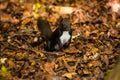 Caucasian or Persian Squirrel (Sciurus anomalus)sitting in the foliage on his hind legs