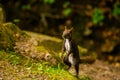 Caucasian or Persian Squirrel (Sciurus anomalus)sitting in the foliage on his hind legs