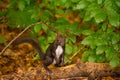 Caucasian or Persian Squirrel (Sciurus anomalus) standing on its hind legs on a thick green tree branch