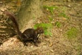 Caucasian or Persian Squirrel (Sciurus anomalus) stands on the ground near a tree