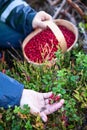 Caucasian person collects red bilberry in the wood, close-up view of a hand and a basket full of berries