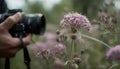Caucasian photographer holding camera, photographing purple wildflower in meadow generated by AI