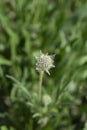 Caucasian pincushion flower Royalty Free Stock Photo