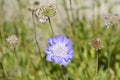 Caucasian pincushion flower