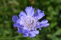 Caucasian pincushion flower Royalty Free Stock Photo