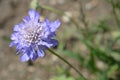 Caucasian pincushion flower Royalty Free Stock Photo