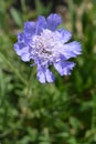 Caucasian pincushion flower Royalty Free Stock Photo