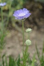 Caucasian pincushion flower Royalty Free Stock Photo