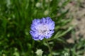 Caucasian pincushion flower