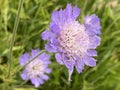 Caucasian pincushion flower / Lomelosia caucasica or Scabiosa caucasica / Pincushion-flower, Caucasian scabious, Garten-Skabiose Royalty Free Stock Photo