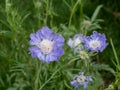 Caucasian pincushion flower Scabiosa caucasica in the summer g