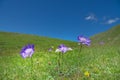 Caucasian pincushion flower Royalty Free Stock Photo