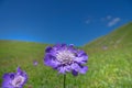 Caucasian pincushion flower Royalty Free Stock Photo