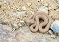 Caucasian pit viper, Gloydius halys caucasicus