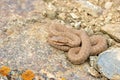 Caucasian pit viper, Gloydius halys caucasicus