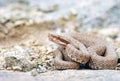 Caucasian pit viper, Gloydius halys caucasicus