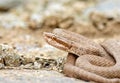 Caucasian pit viper, Gloydius halys caucasicus