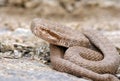 Caucasian pit viper, Gloydius halys caucasicus