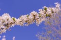 Caucasian plum white blossom and blue sky background