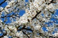 Caucasian plum white blossom and blue sky background