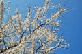 Caucasian plum white blossom and blue sky background