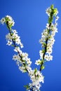 Caucasian plum white blossom and blue sky