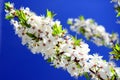 Caucasian plum white blossom and blue sky