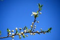 Caucasian plum white blossom and blue sky background