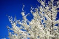 Caucasian plum white blossom and blue sky background
