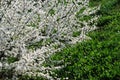Caucasian plum white blossom and green grass background