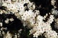 Caucasian plum white blossom and green grass background