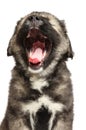 Caucasian puppy yawn. Close-up portrait Royalty Free Stock Photo