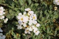 `Caucasian Rock Cress` flower - Arabis Caucasica