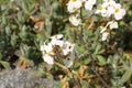 `Caucasian Rock Cress` flower - Arabis Caucasica