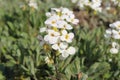 `Caucasian Rock Cress` flower - Arabis Caucasica