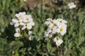 `Caucasian Rock Cress` flower - Arabis Caucasica