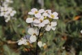 `Caucasian Rock Cress` flower - Arabis Caucasica