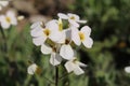 `Caucasian Rock Cress` flower - Arabis Caucasica