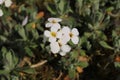 `Caucasian Rock Cress` flower - Arabis Caucasica