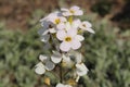 `Caucasian Rock Cress` flower - Arabis Caucasica