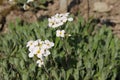 `Caucasian Rock Cress` flower - Arabis Caucasica