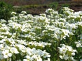 Caucasian Rock Cress flower or Garden Arabis, Mountain Rock Cress .