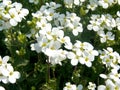 Caucasian Rock Cress flower or Garden Arabis, Mountain Rock Cress .